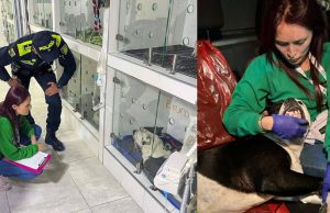 Policía presuntamente le disparó a un perro en Bogotá