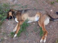 Tenga cuidado perros y gatos están siendo envenenados