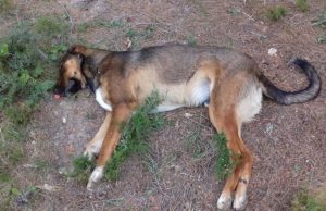 Tenga cuidado perros y gatos están siendo envenenados