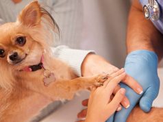 Calidad de vida para los animales, una prioridad en Cundinamarca Calidad de vida para los animales, una prioridad en Cundinamarca