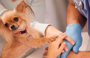 Calidad de vida para los animales, una prioridad en Cundinamarca Calidad de vida para los animales, una prioridad en Cundinamarca
