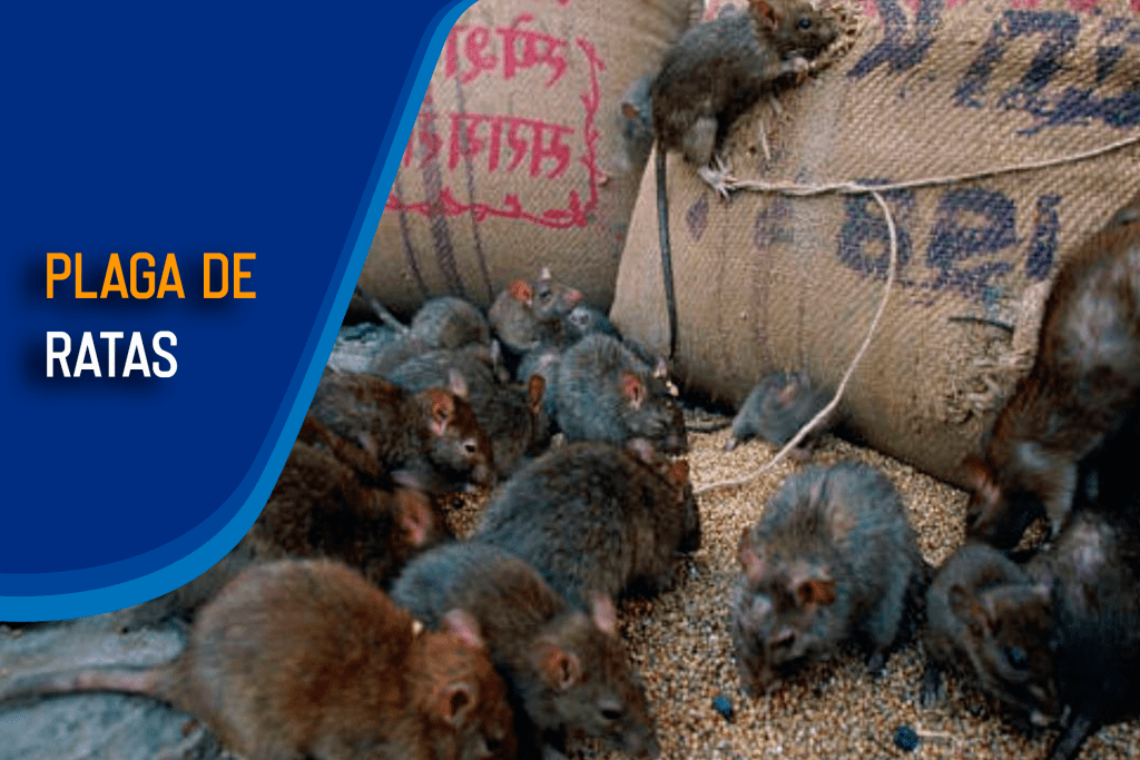 Madrid enfrenta una plaga de ratas que afecta a los niños
