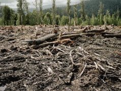 Reliquia ambiental: en Madrid talaron más de mil árboles Reliquia ambiental, en Madrid