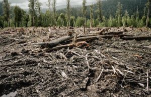 Reliquia ambiental: en Madrid talaron más de mil árboles Reliquia ambiental, en Madrid