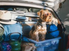 En Semana Santa promueva el bienestar animal