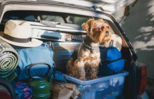En Semana Santa promueva el bienestar animal