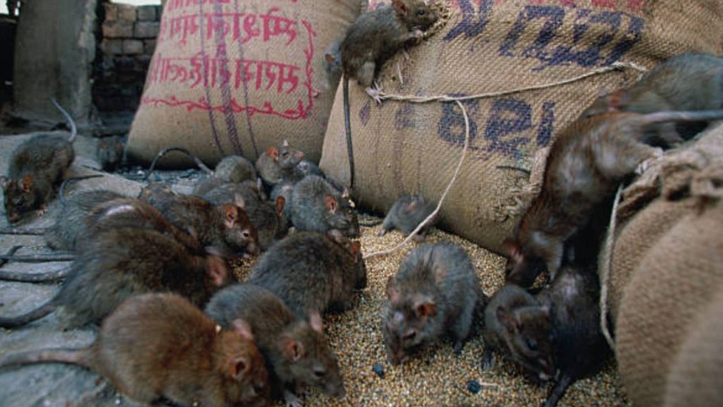 una plaga de ratas que afecta a los niños 