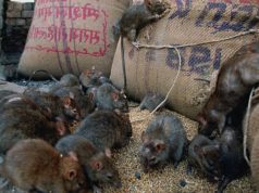 Madrid enfrenta una plaga de ratas que afecta a los niños