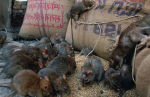 Madrid enfrenta una plaga de ratas que afecta a los niños