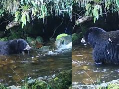 Acciones para proteger al oso de anteojos en Cundinamarca al oso de anteojos en Cundinamarca