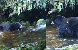 Acciones para proteger al oso de anteojos en Cundinamarca al oso de anteojos en Cundinamarca