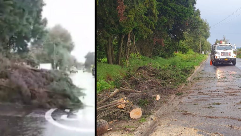 árbol cae en plena Vía Perimetral 