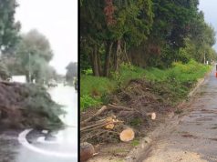 «Qué peligro» árbol cae en plena Vía Perimetral árbol cae en plena Vía Perimetral