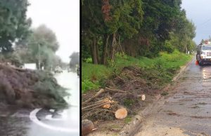 «Qué peligro» árbol cae en plena Vía Perimetral árbol cae en plena Vía Perimetral