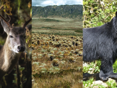 Conozca las especies más amenazadas de Cundinamarca