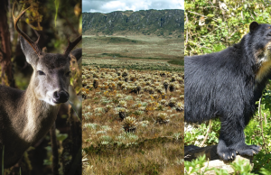 Conozca las especies más amenazadas de Cundinamarca