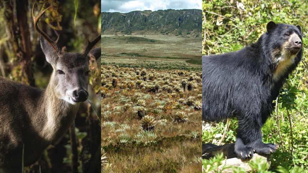 especies más amenazadas de Cundinamarca 