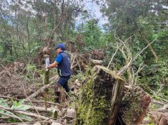 Cundinamarca: 41 árboles fueron talados para esquivar un peaje