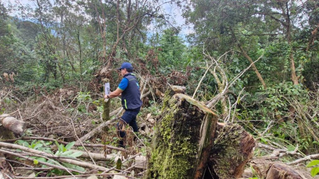 41 árboles fueron talados  para esquivar un peaje