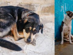 Hombres habrían golpeado y castrado violentamente dos animales