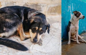 Hombres habrían golpeado y castrado violentamente dos animales