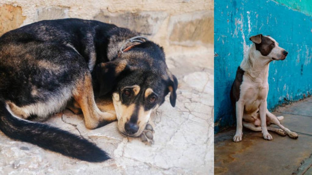  Hombres habrían golpeado y castrado violentamente dos animales