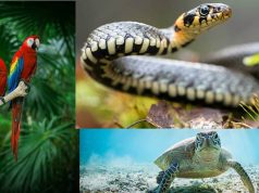 A través de redes sociales, un grupo ilegal ofrecía fauna silvestre