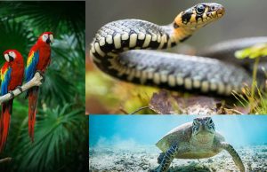 A través de redes sociales, un grupo ilegal ofrecía  fauna silvestre