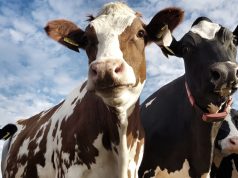 Capturan a banda que robaba ganado en Cundinamarca Capturan a banda que robaba ganado en Cundinamarca
