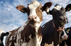 Capturan a banda que robaba ganado en Cundinamarca Capturan a banda que robaba ganado en Cundinamarca