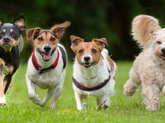 Cuatro perros fueron asesinados en Soacha, Cundinamarca Cuatro perros fueron asesinados en Soacha, Cundinamarca