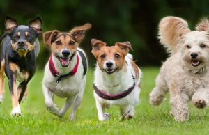 Cuatro perros fueron asesinados en Soacha, Cundinamarca Cuatro perros fueron asesinados en Soacha, Cundinamarca