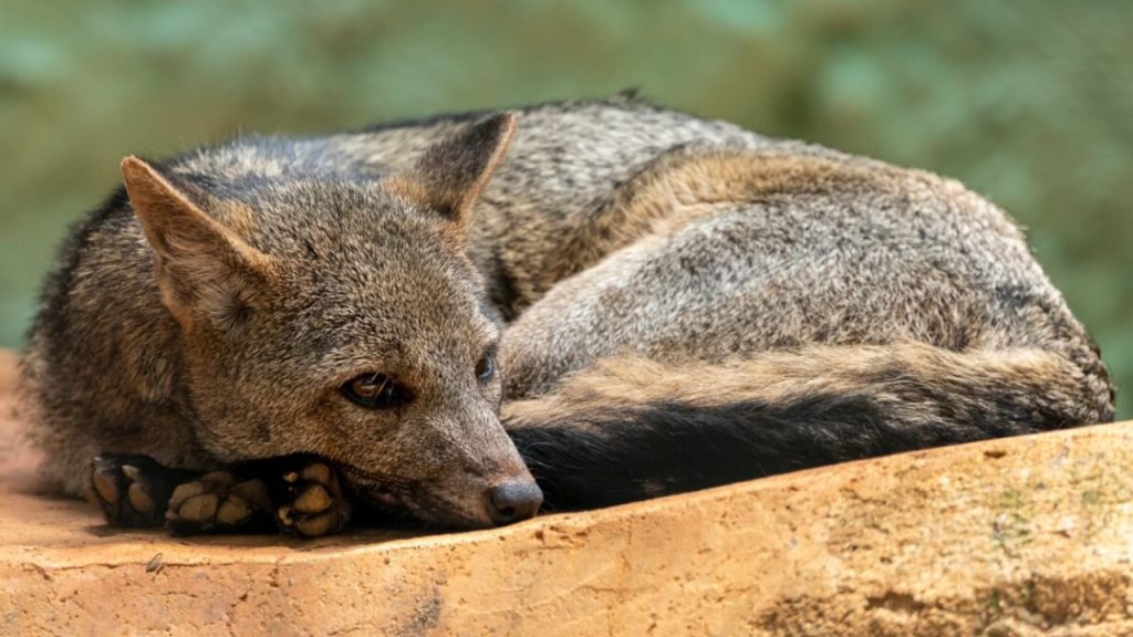 En Cundinamarca se liberaron 40 animales silvestres