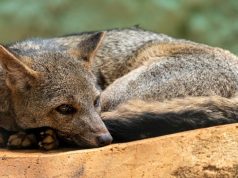 En Cundinamarca se liberaron 40 animales silvestres En Cundinamarca se liberaron 40 animales silvestres