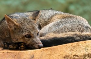En Cundinamarca se liberaron 40 animales silvestres En Cundinamarca se liberaron 40 animales silvestres