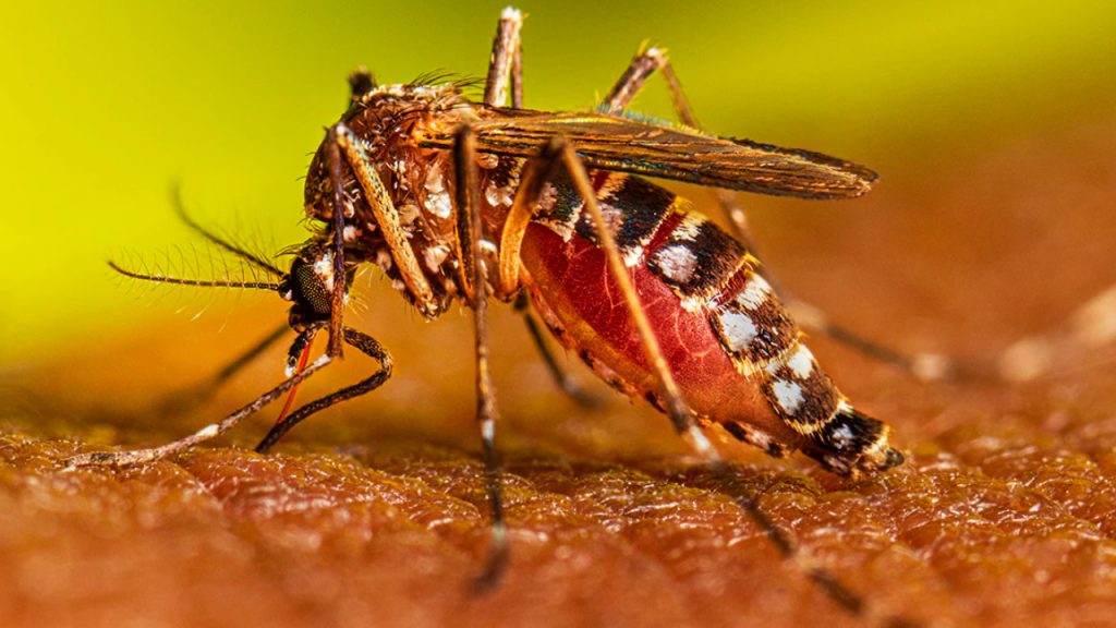 Preocupación en Cundinamarca por aumento de casos de dengue