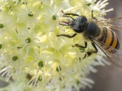 Cundinamarca creó primer dispositivo 3D de inseminación de abejas
