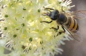 Cundinamarca creó primer dispositivo 3D de inseminación de abejas
