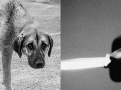 Maltrato animal: En Facatativá un perro fue apuñalado