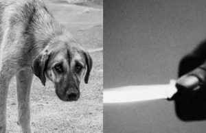 Maltrato animal: En Facatativá un perro fue apuñalado