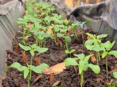 En Mosquera se crean acciones para combatir el cambio climático