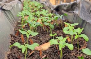 En Mosquera se crean acciones para combatir el cambio climático