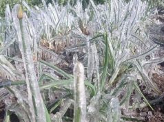 Preocupación por fuertes heladas en el norte de Cundinamarca Preocupación por fuertes heladas en el norte de Cundinamarca