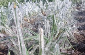 Preocupación por fuertes heladas en el norte de Cundinamarca Preocupación por fuertes heladas en el norte de Cundinamarca