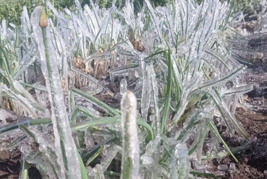 Preocupación por fuertes heladas en el norte de Cundinamarca Preocupación por fuertes heladas en el norte de Cundinamarca