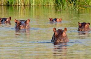 Tribunal de Cundinamarca exige plan para erradicar hipopótamos
