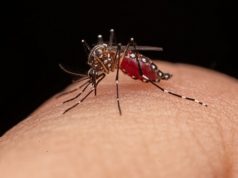 Cundinamarca aumenta sus medidas contra el dengue Cundinamarca aumenta sus medidas contra el dengue