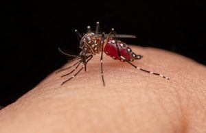 Cundinamarca aumenta sus medidas contra el dengue Cundinamarca aumenta sus medidas contra el dengue