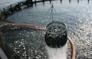 Cundinamarca impulsa cría de peces con inteligencia artificial Cundinamarca impulsa cría de peces con inteligencia artificial