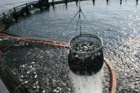 Cundinamarca impulsa cría de peces con inteligencia artificial Cundinamarca impulsa cría de peces con inteligencia artificial